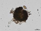 Nothophaeocryptopus gaeumannii image