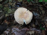 Russula variata image