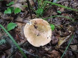 Russula variata image