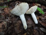 Russula variata image
