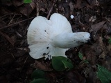 Russula variata image