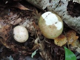 Russula variata image