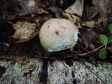 Russula variata image