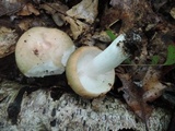 Russula variata image