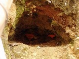 Phylloporus aurantiacus image