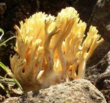 Ramaria flava image