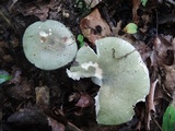 Russula aeruginea image