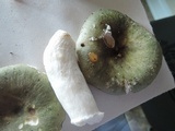 Russula aeruginea image