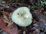 Russula aeruginea image