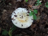 Russula subterfurcata image