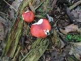 Russula silvicola image