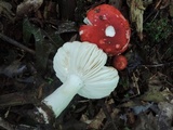 Russula silvicola image