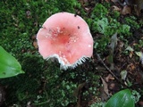 Russula silvicola image