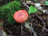 Russula silvicola image
