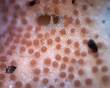 Hypomyces armeniacus image