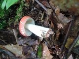 Russula silvicola image