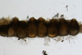 Hypomyces armeniacus image