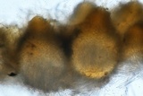 Hypomyces armeniacus image