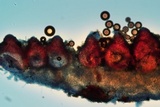 Hypomyces armeniacus image