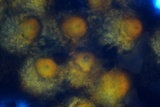 Hypomyces armeniacus image