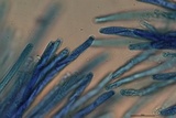 Hypomyces armeniacus image