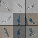 Hypomyces armeniacus image