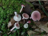 Russula subtilis image