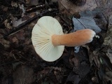 Lactifluus hygrophoroides image
