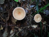 Clitocybe gibba image