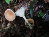 Clitocybe gibba image