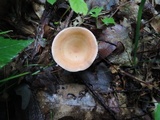 Clitocybe gibba image