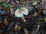 Amanita brunnescens image