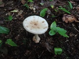 Amanita brunnescens image