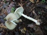 Amanita brunnescens image