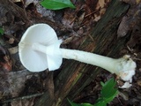 Amanita brunnescens image