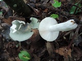 Russula aeruginea image