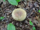 Russula variata image