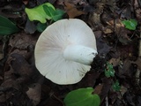 Russula variata image
