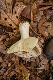 Russula crustosa image