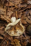 Russula crustosa image