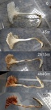 Heliomyces decolorans image
