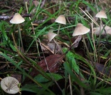 Mycena austrofilopes image