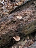 Pluteus americanus image
