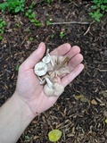 Pluteus americanus image