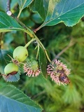 Gymnosporangium clavipes image
