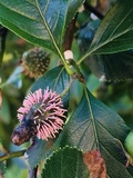 Gymnosporangium clavipes image