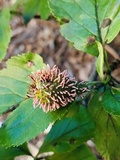 Gymnosporangium clavipes image
