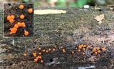 Dacrymyces stillatus image