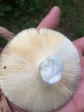 Russula modesta image