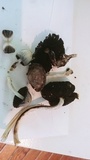 Coprinopsis variegata image